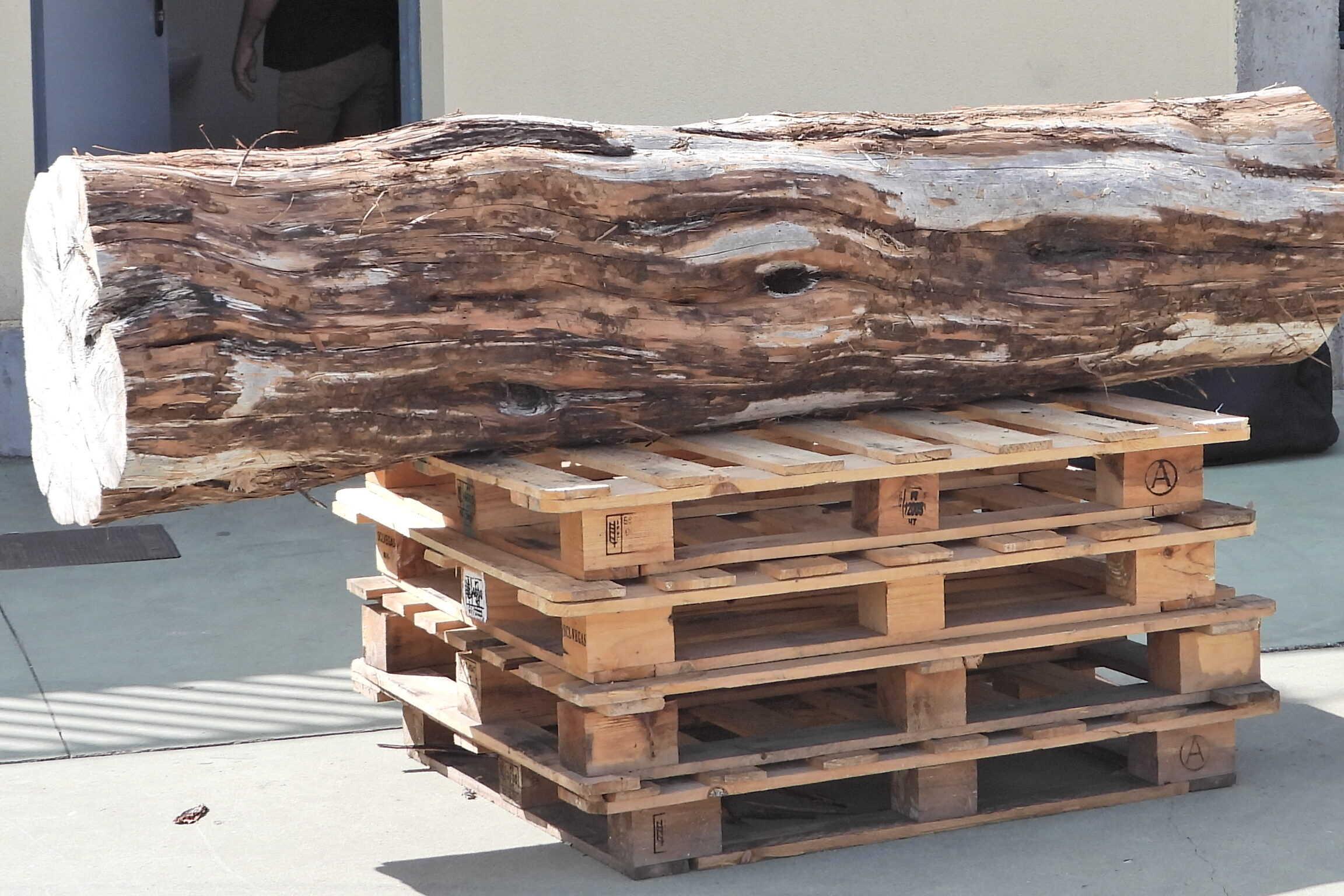 Cómo elegir la madera para tallar?